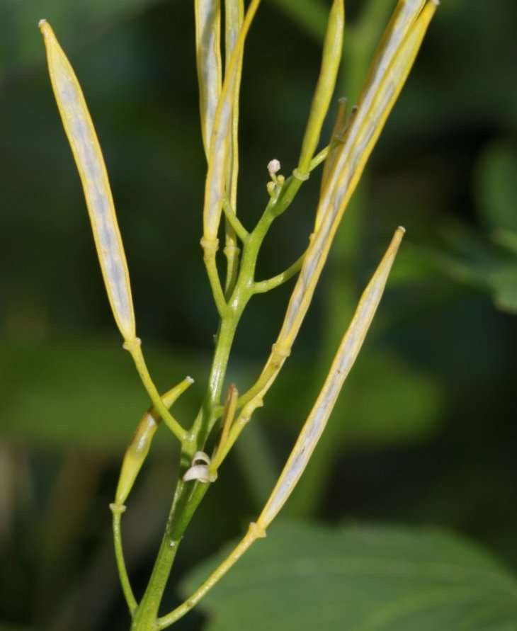 Cardamine, siliques (crédits: Zharkikh)