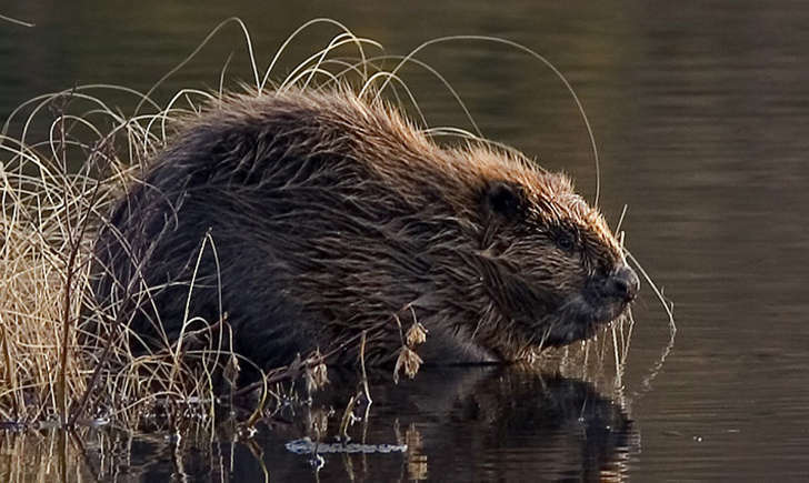 Castor (Crédits: NTNU Faculty of Natural Sciences and Technology - Harald Olsen - flickr)