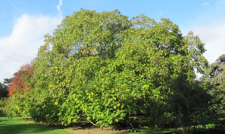 Catalpa commun (Crédits : Leonora Enking)