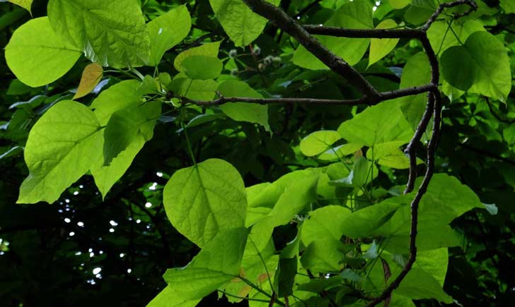 Catalpa commun (Crédits : Nacho)