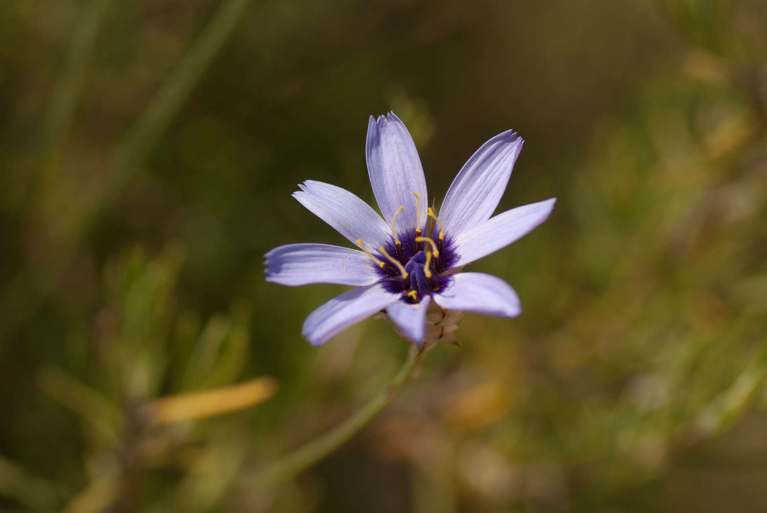 Catananche bleue