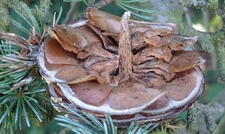 Cèdre du Liban, cône désarticulé, crédits : Olive Titus