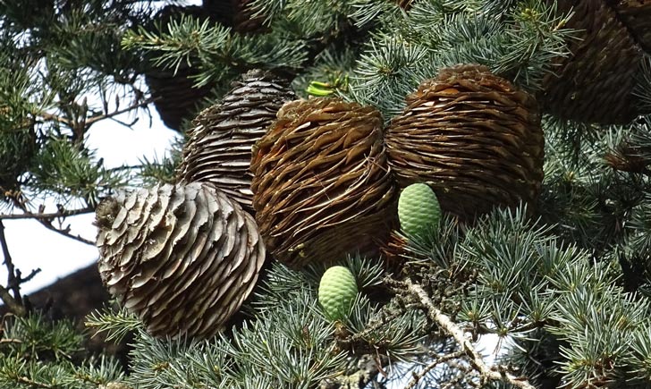 Cèdre du Liban, cônes, crédits : Olive Titus