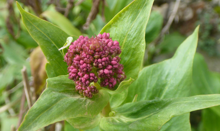 Centranthus ruber (crédit: Toulourenc Horizon)