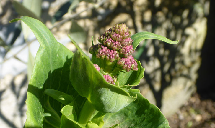 Centranthus ruber (crédit: Toulourenc Horizon)