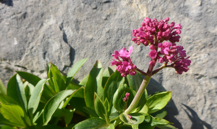 Centranthus ruber (crédit: Toulourenc Horizon)