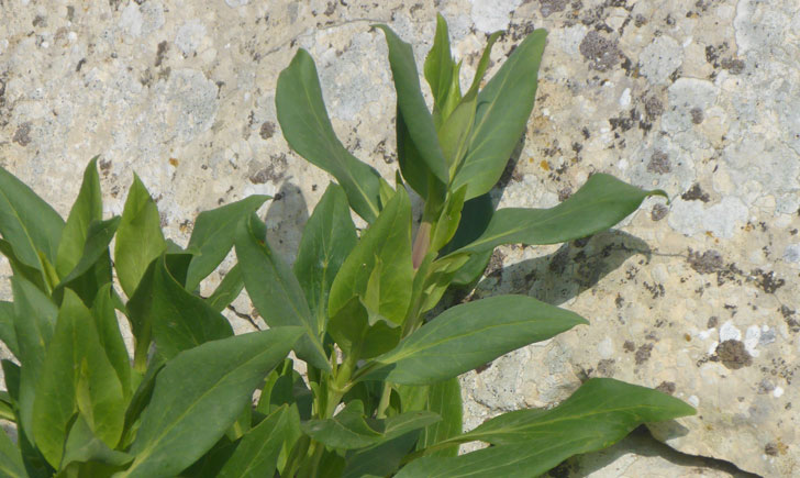 Centranthus ruber (crédit: Toulourenc Horizon)