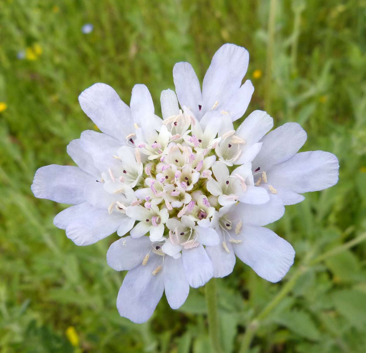 Céphalaire blanche (Crédits: gailhampshire - flickr)