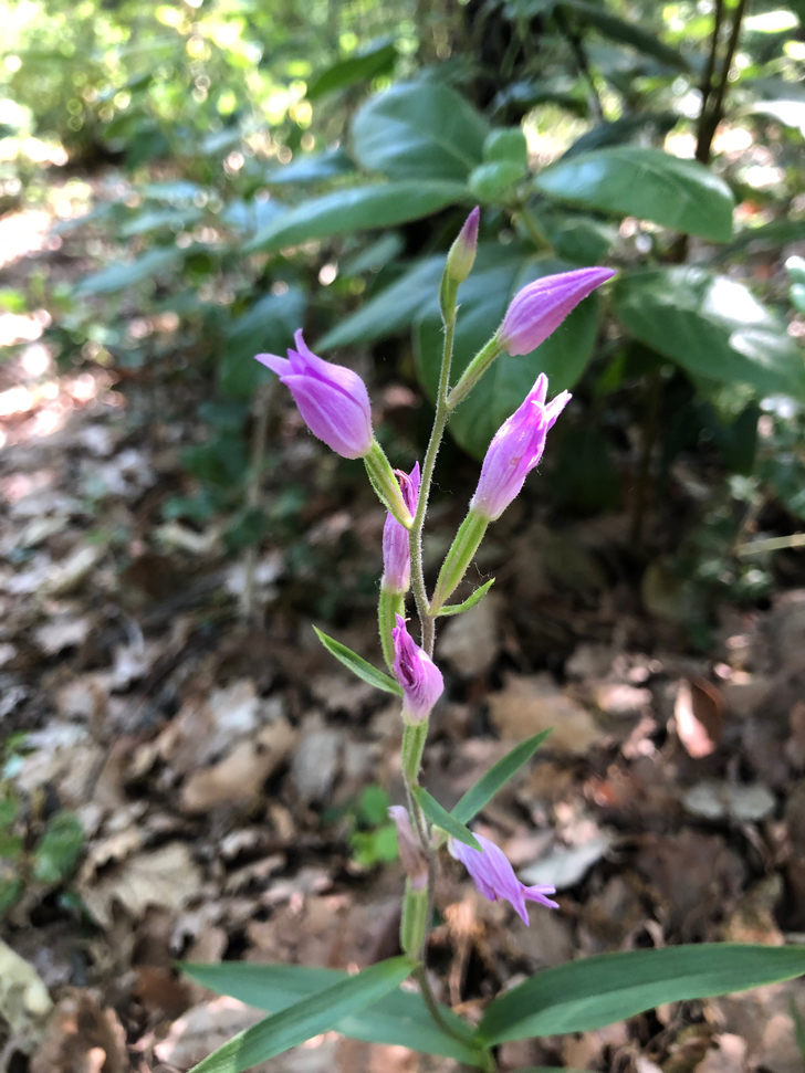 Céphalanthère rouge (crédits NS Olivier Rovellotti)