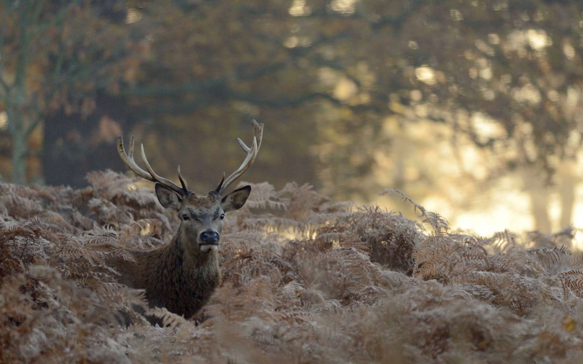 Cerf élaphe (Crédit: Richard Fisher - Flickr)