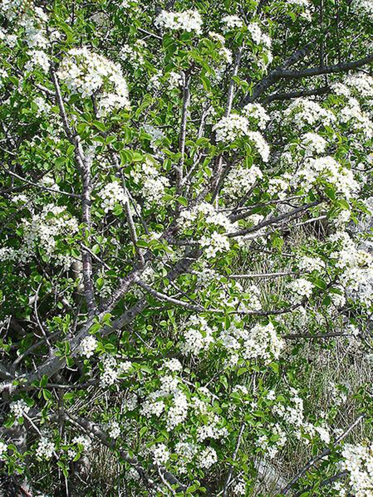 Cerisier de Sainte Lucie