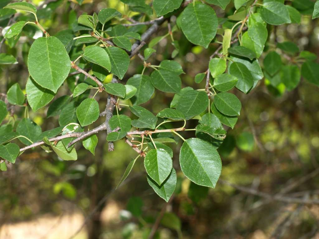 Cerisier de Sainte Lucie