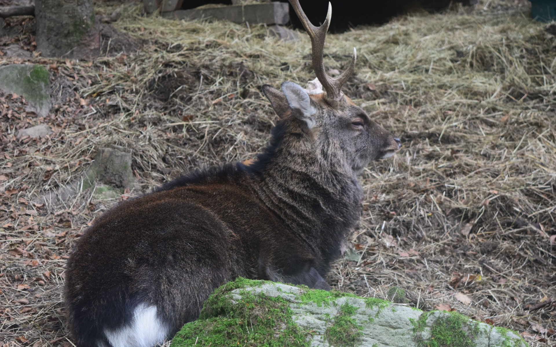 Mâle sika (Crédits : Sabine Meneut)