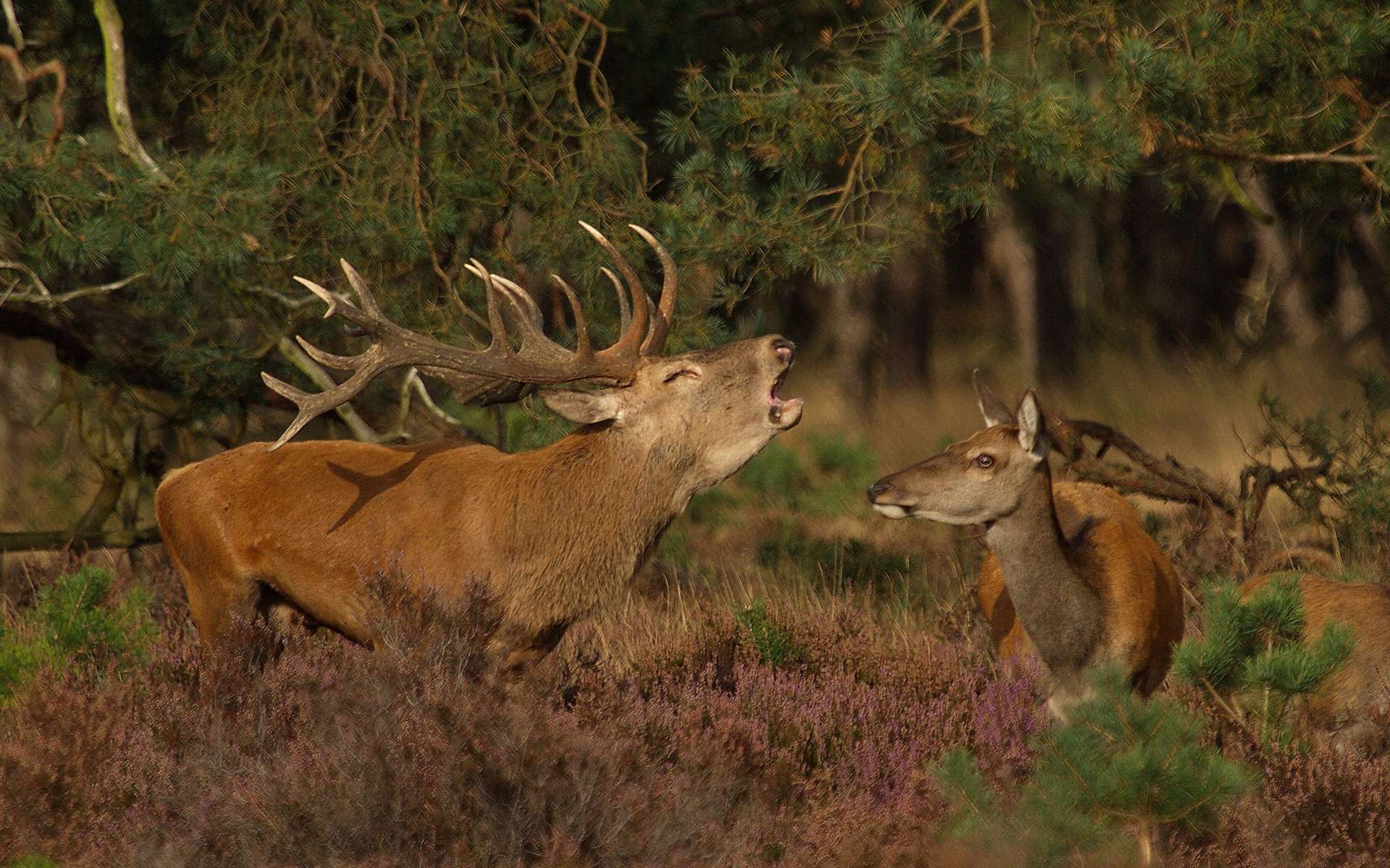 Cerf élaphe (Crédit: Bernard Stam - Flickr)