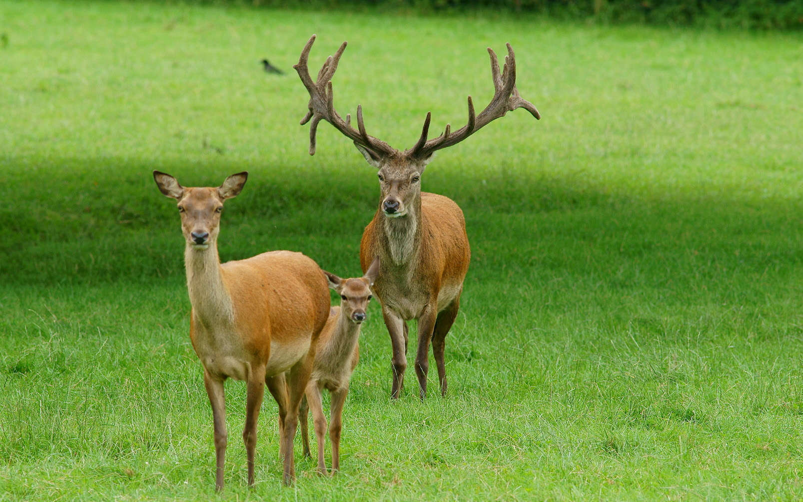 Cerf élaphe (Crédit: Peter Trimming - Flickr)