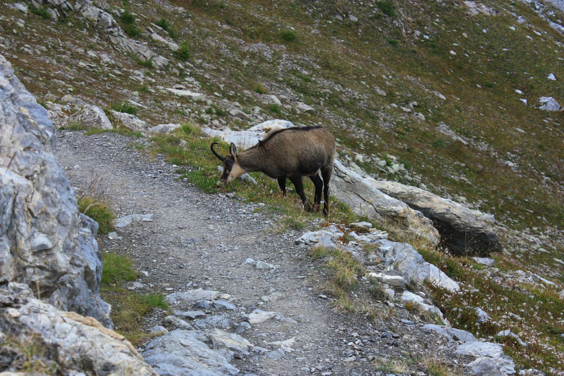 Chamois - (Crédits : CG)