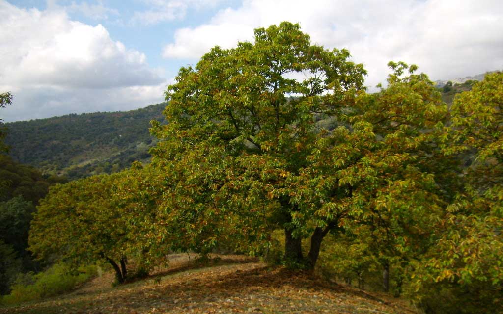 Chataignier---crédit-Por-los-caminos-de-Málaga