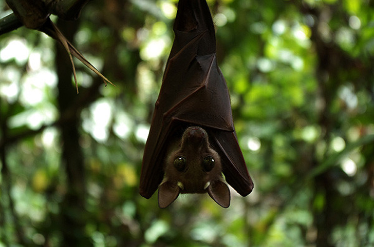 Chauve-souris (crédits Bayanga85)