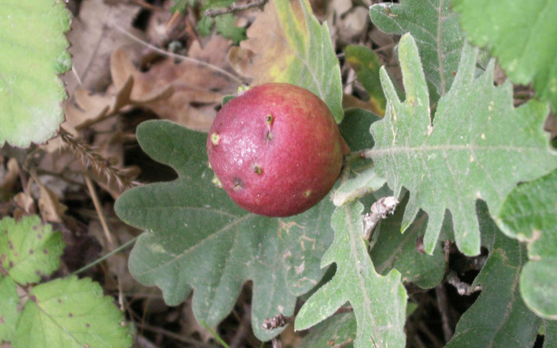 Chêne tauzin (Crédit: Miquel Liop)