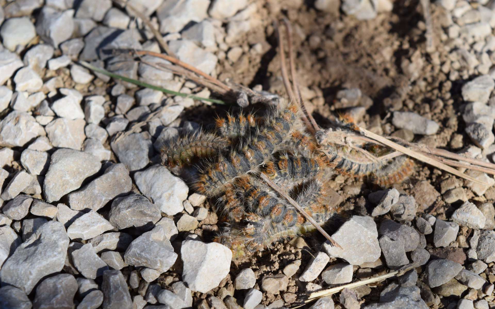 Chenille processionnaire (Crédits : Sabine Meneut)