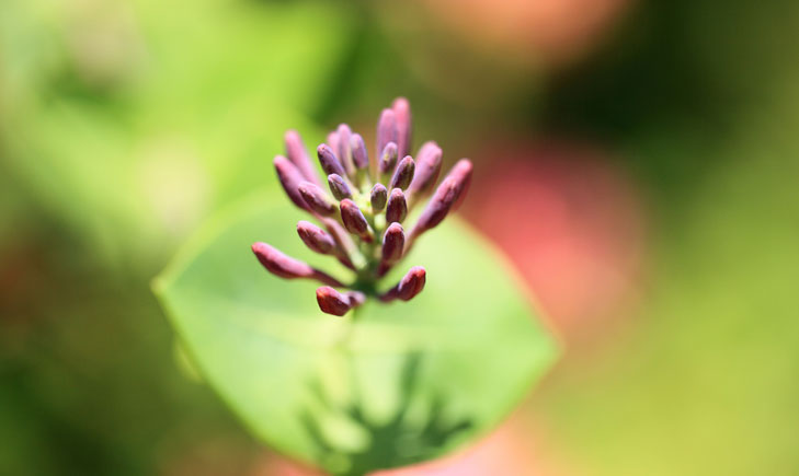 Chèvrefeuille des Bois-Lonicera periclymenum (crédit: Tanaka Juuyoh)