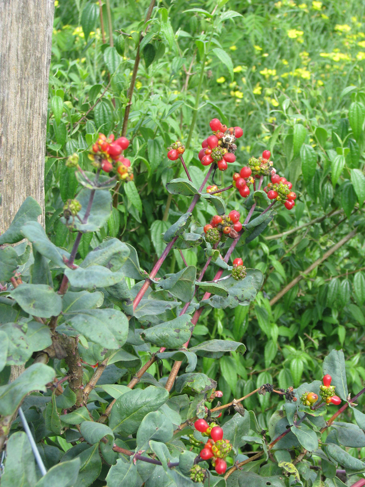 Chèvrefeuille d’Étrurie (crédits Peganum)