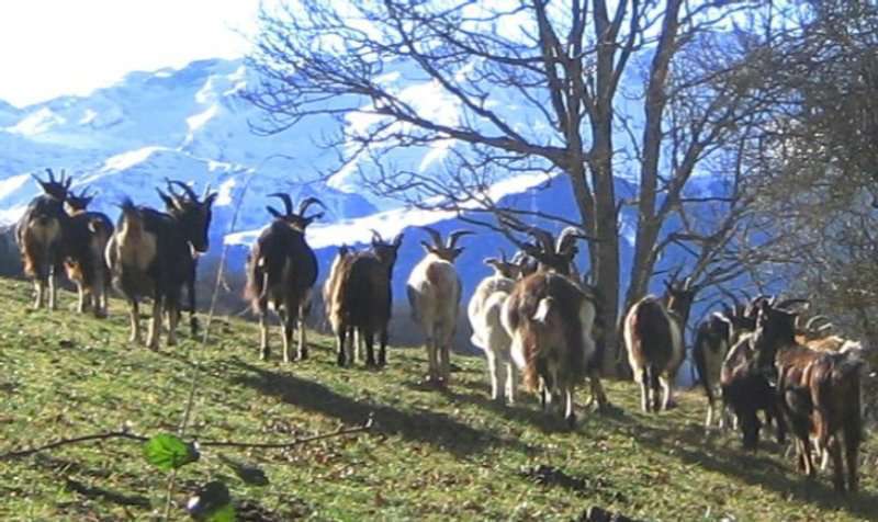 chèvres et bouc (Crédits: Evelyne Liauzun)