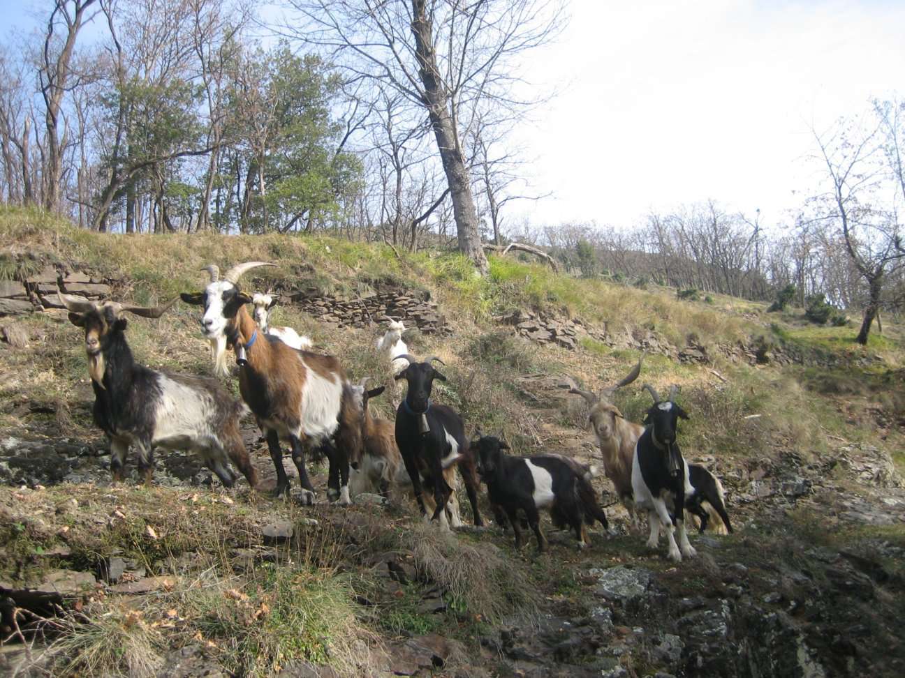 chèvres et bouc (Crédits: Evelyne Liauzun)