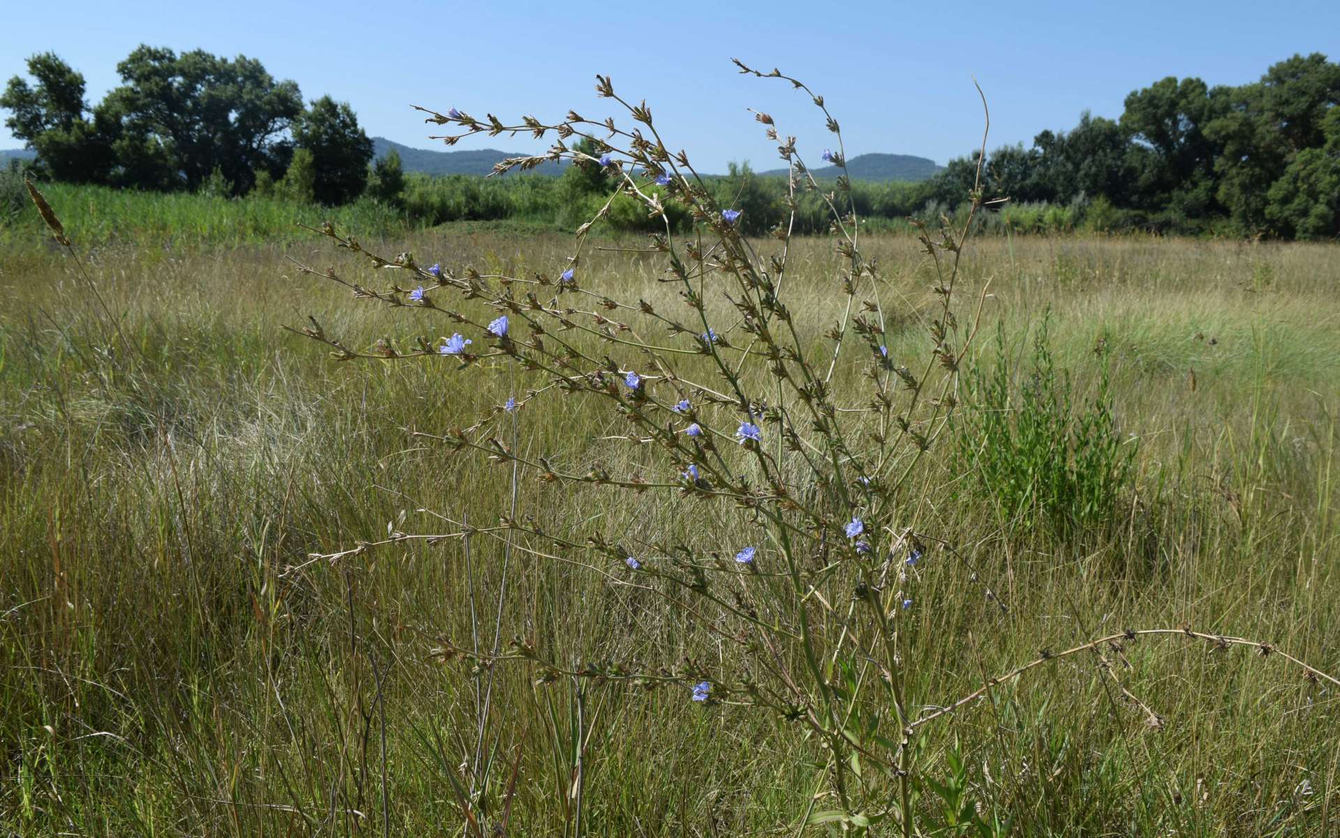 Chicorée sauvage (Crédits : Léa Charbonnier)