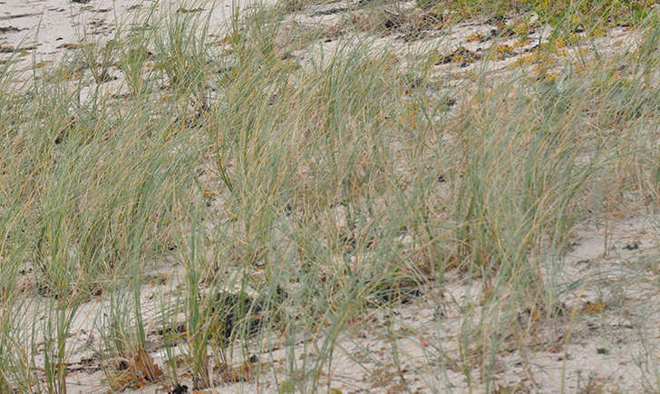 Chiendent des sables (Crédits: Nathalie Delliou)