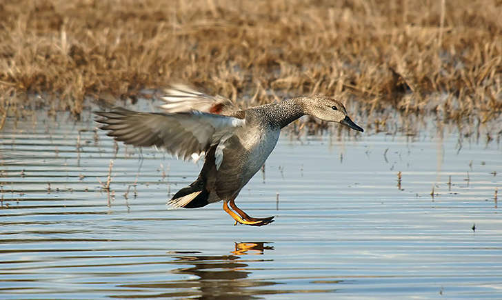 Canard chipeau (Crédits: Ferran Pestana)