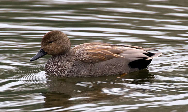 Canard chipeau (Crédits: Tony Hisgett - flickr)