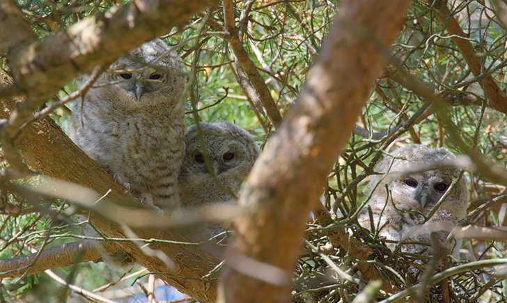 Chouettes hulottes juvéniles (Crédits: Stefan Berndtsson - flickr)