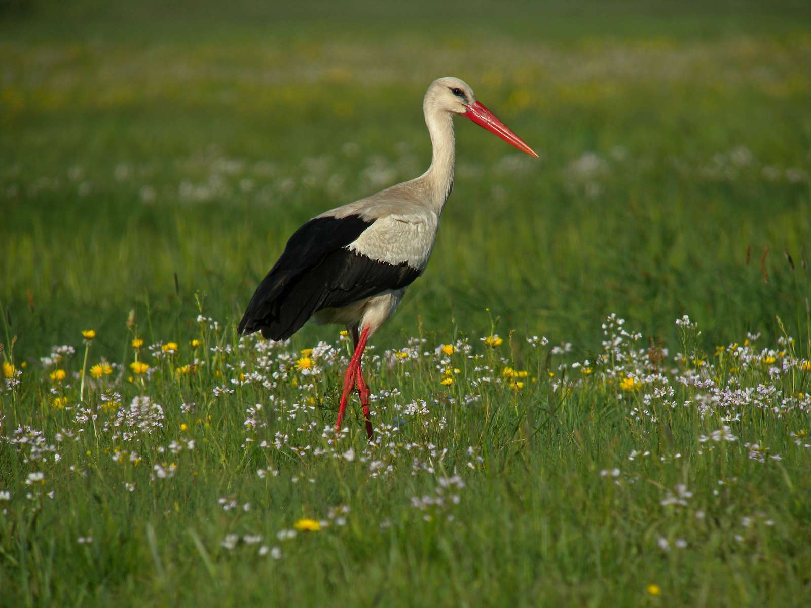 Cigogne blanche (Ciconia ciconia) dans un champ