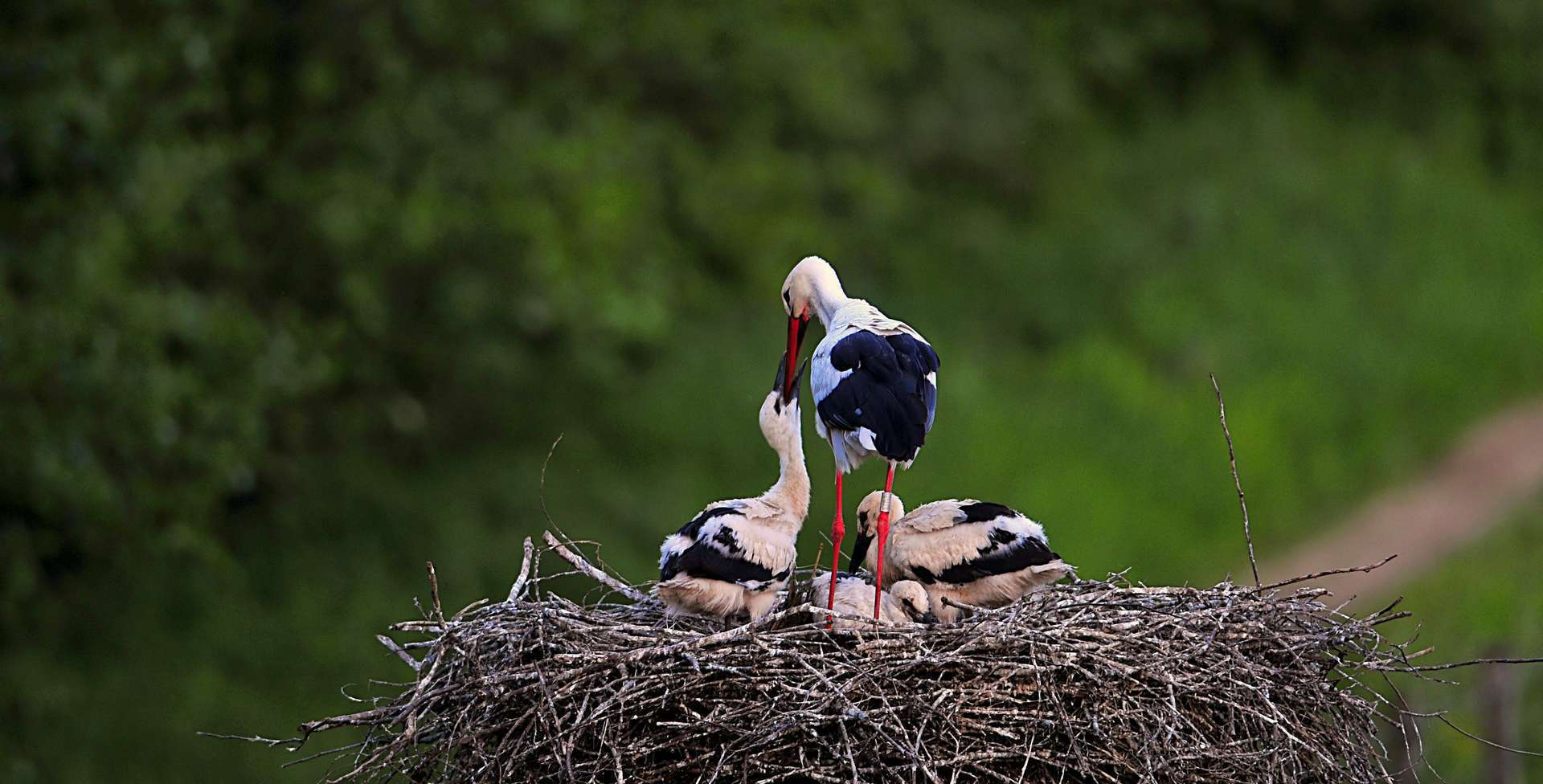 Cigogne blanche (Ciconia ciconia) adulte en train de nourrir ses petits, dans son nid