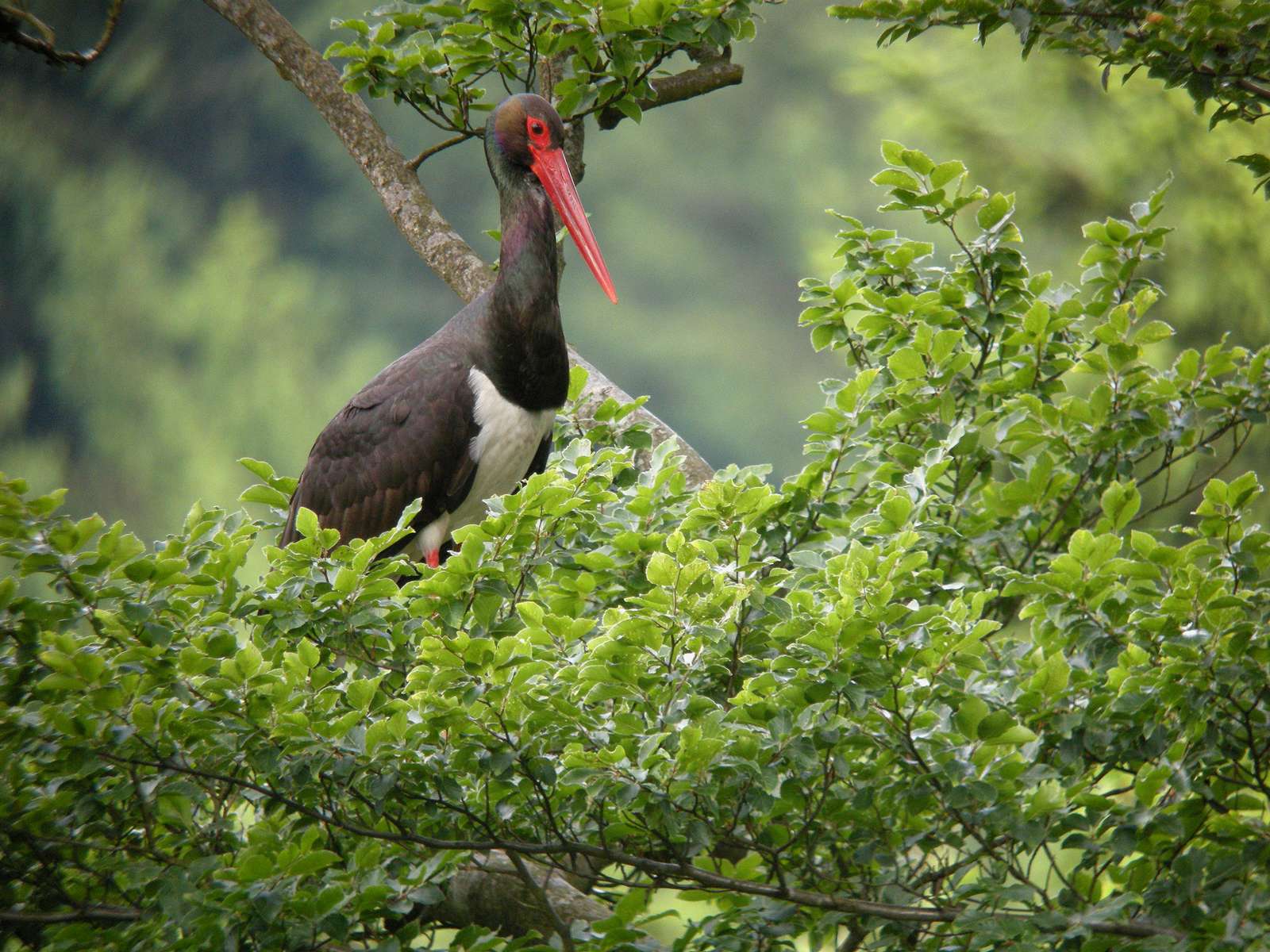 Cigogne noire (Ciconia nigra) dans un arbre