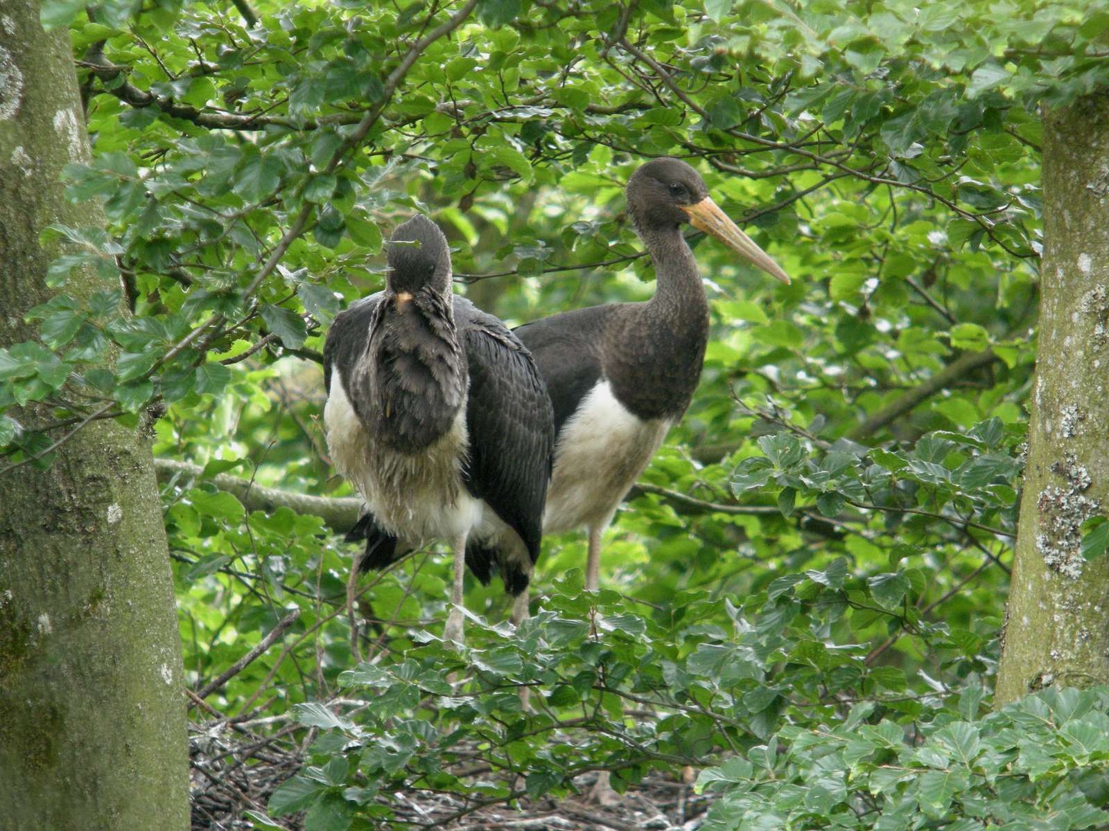 Jeunes Cigognes noires (Ciconia nigra)