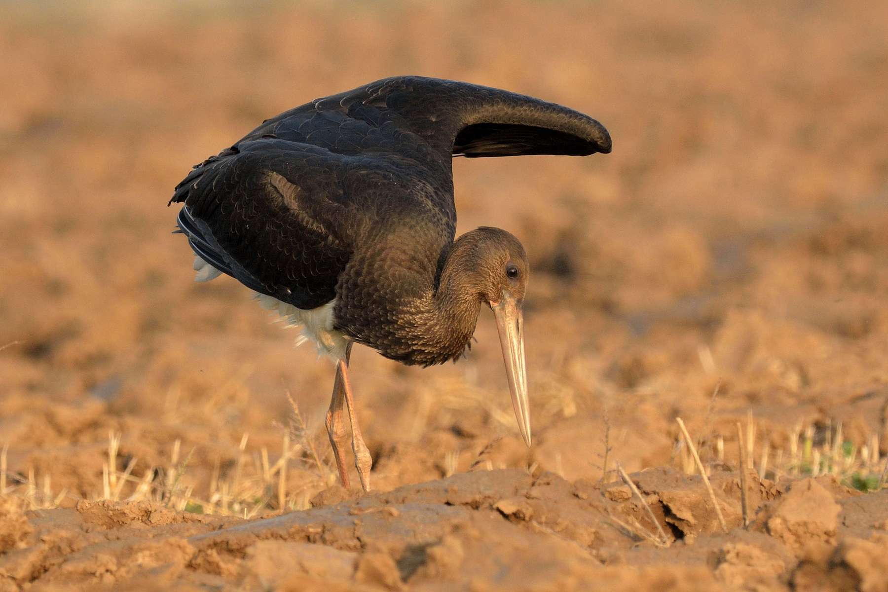 Cigogne noire (Ciconia nigra)