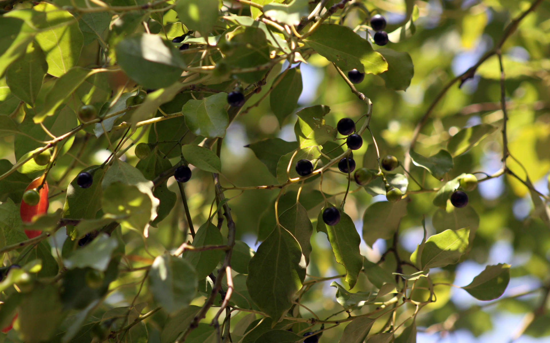 Camphrier, fruit. Crédit : sclereid0309 - Flickr