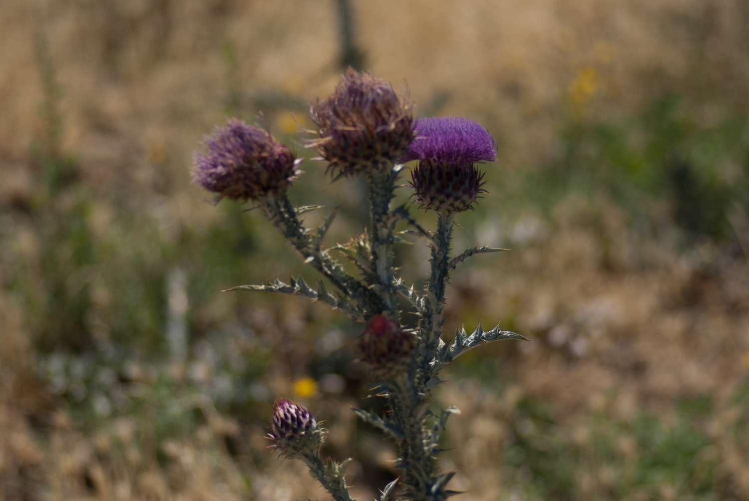 Cirse commun (Crédits : Cédric Seguin - Natural Solutions)