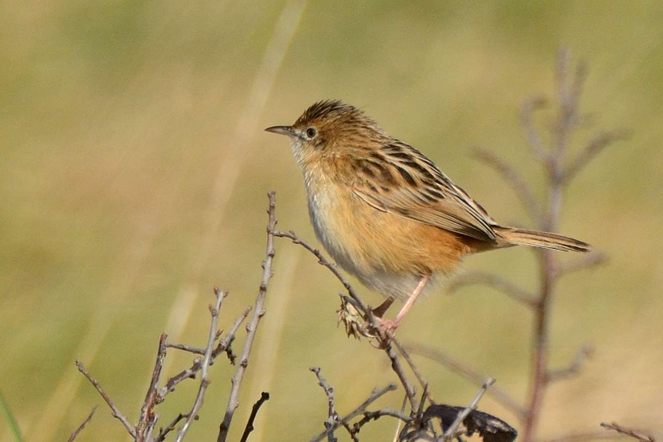 Cisticole des joncs - Crédit: photothèque Bretagne Vivante-sepnb