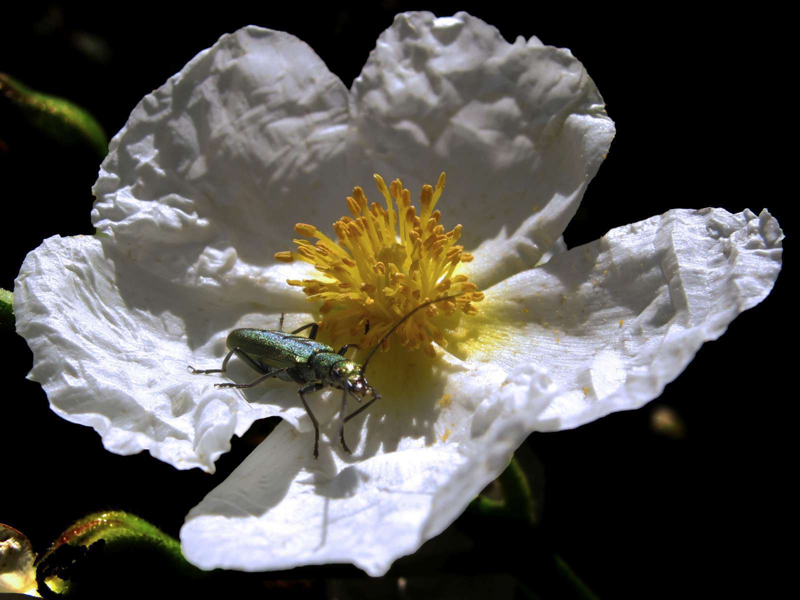 Cistus laurifolius Crédit:  jacinta lluch valero (flickr) 1