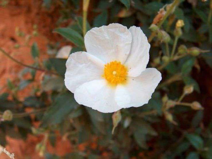 Fleur de ciste à feuille de laurier au Colorado provençal 4