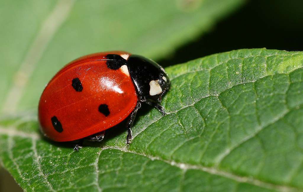 Coccinelle à sept points