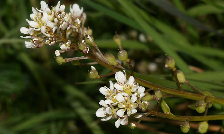 Cochléaire officinale (Crédits: S.Rae - flickr)