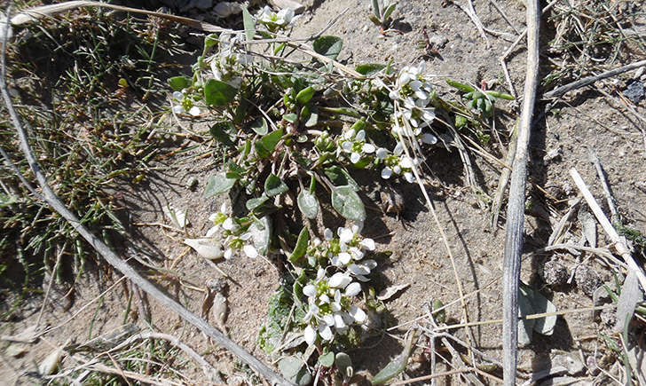 Cochléaire officinale (Crédits: Stéphanie Ritz)