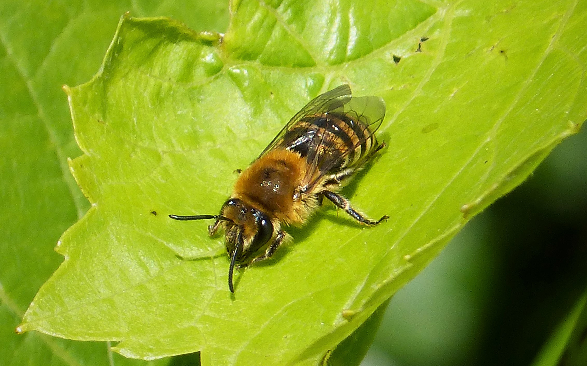 Colletes hederae - Crédit : Gailhampshire - Flickr