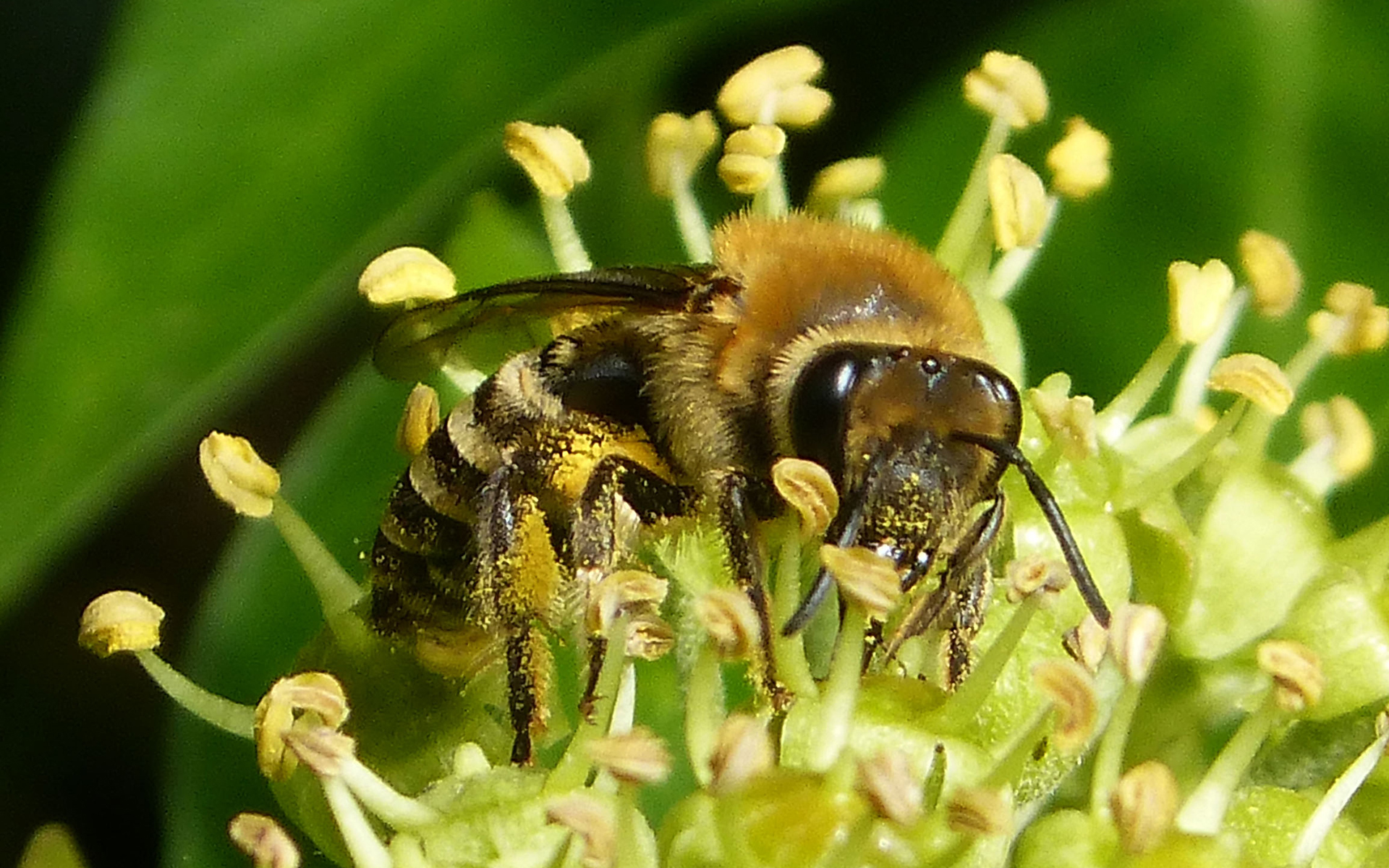 Colletes hederae - Crédit : Gailhampshire - Flickr