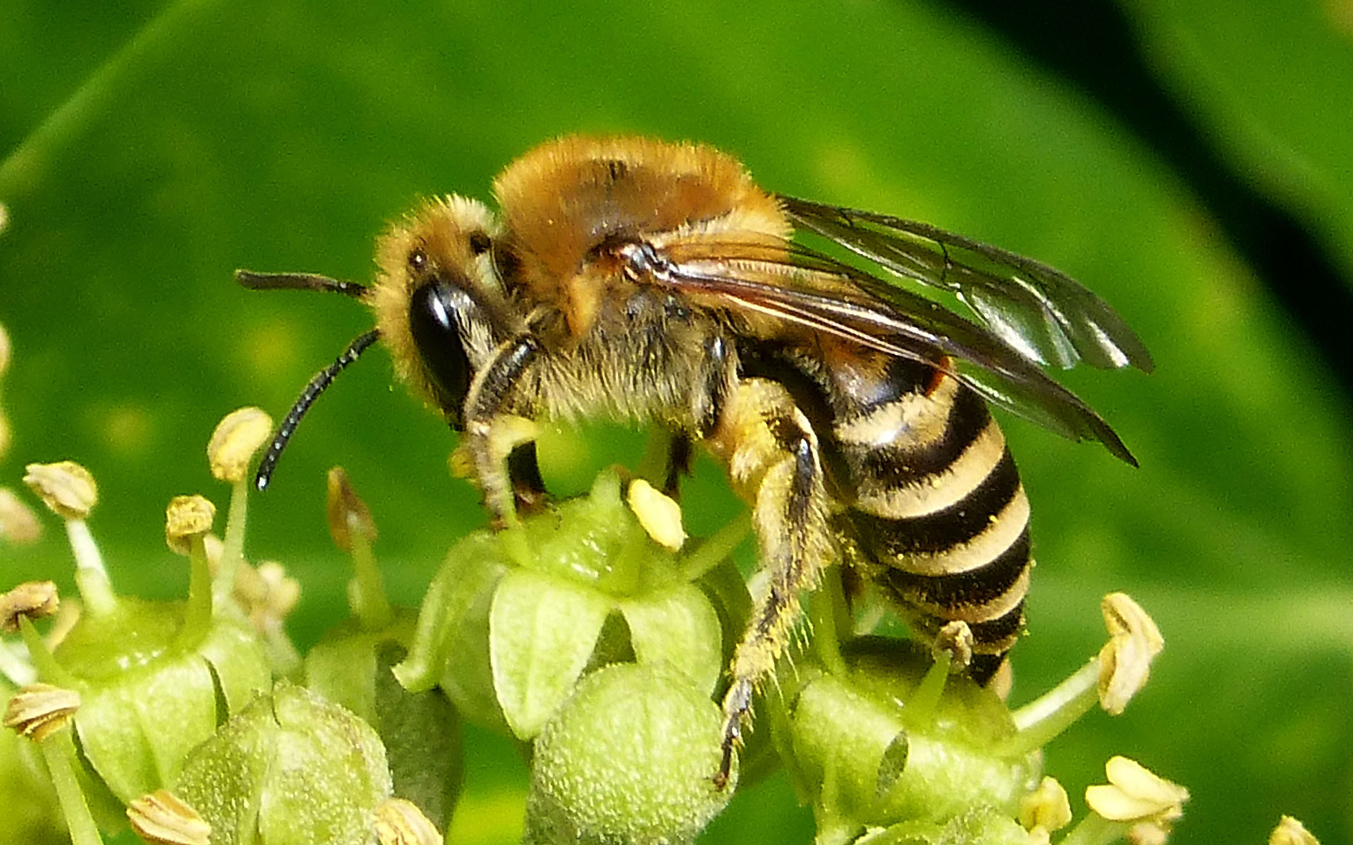 Colletes hederae - Crédit : Gailhampshire - Flickr