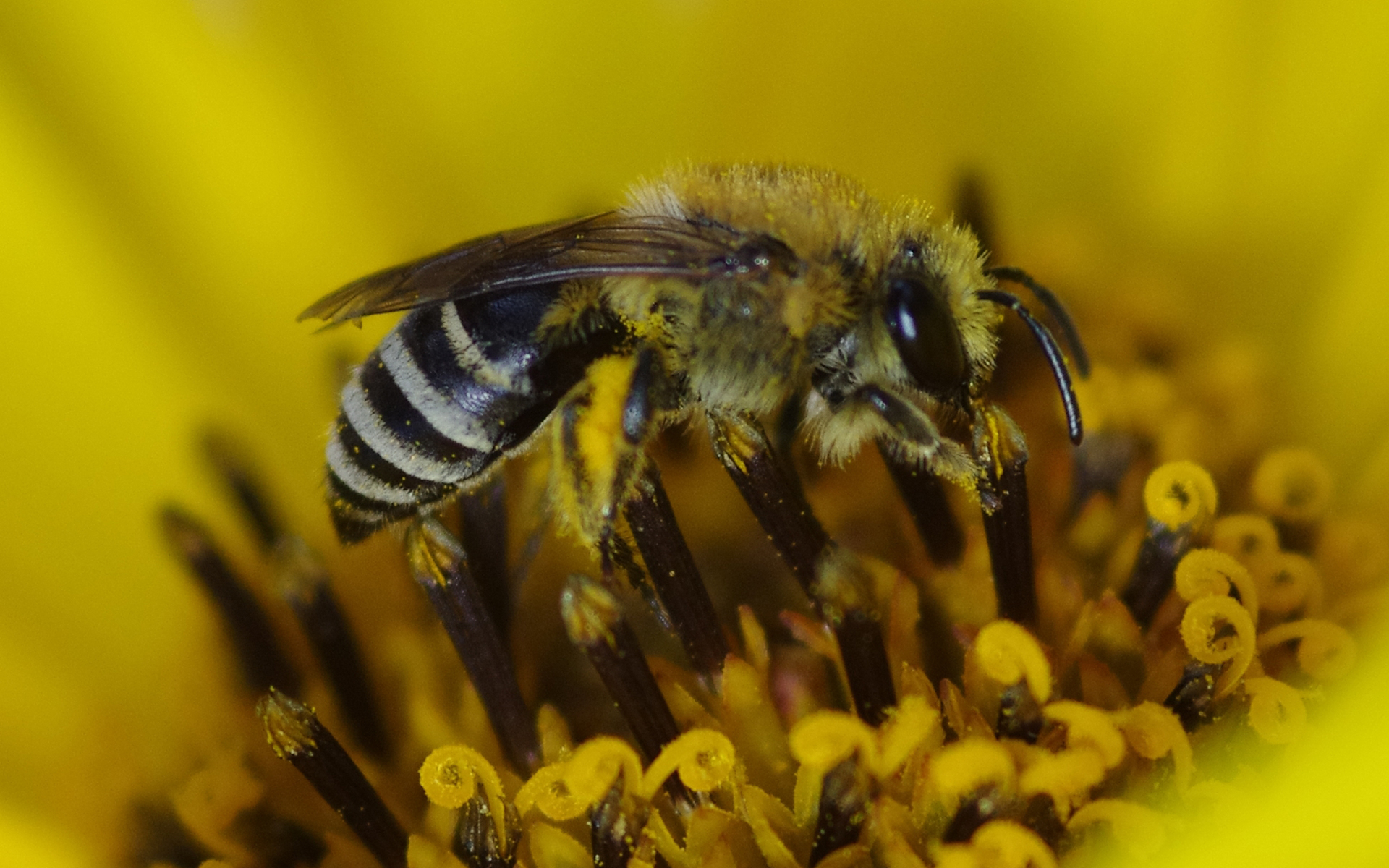 Colletes hederae - Crédit : Office du Tourisme de Baumes de Venise - Flickr